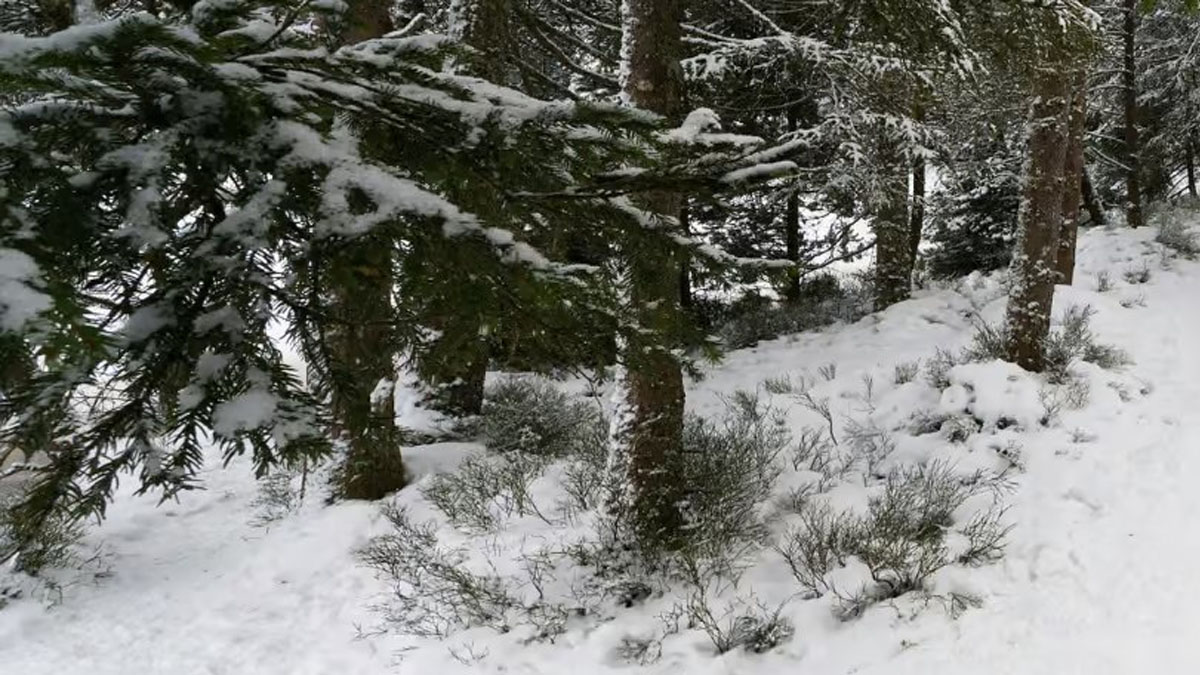 First Day Hike at The Preserve of Highland Park